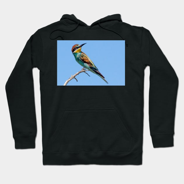 European Bee-eater, South Africa Hoodie by scotch